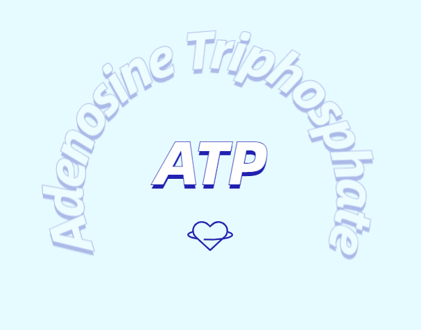 ATP 補(bǔ)充劑有什么作用？