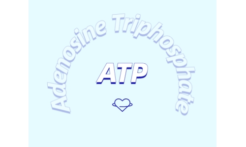 ATP在體育鍛煉中有什么作用？