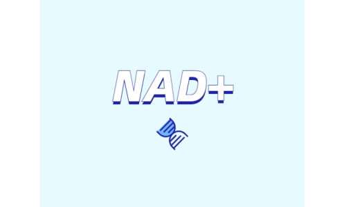 為什么要增強NAD+？