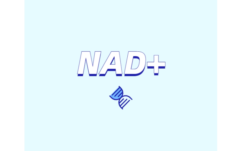 NAD與NMN的全新概念？